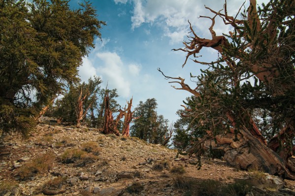 Hilltop Bristlecones  by Nicholas