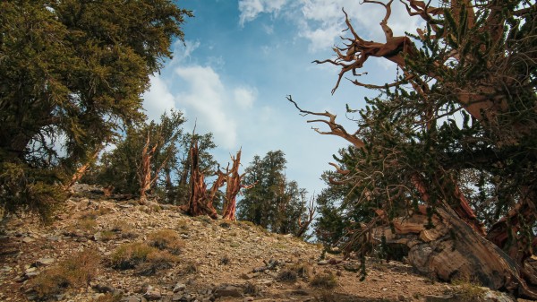 Hilltop Bristlecones Cropped Print