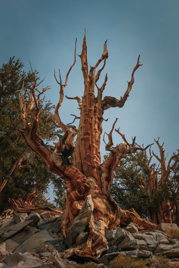Scary Pine by Nicholas