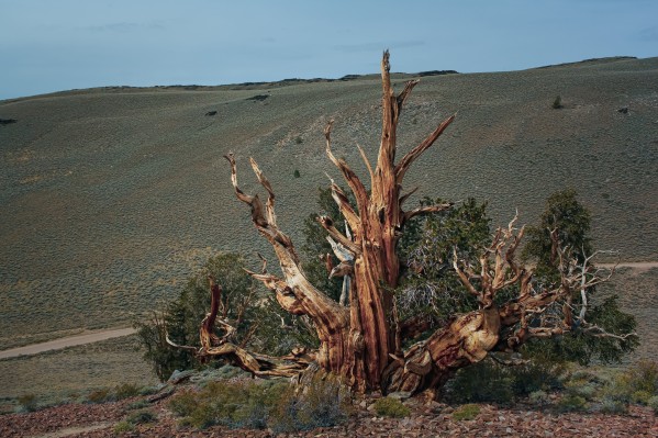 The Sentry by Nicholas