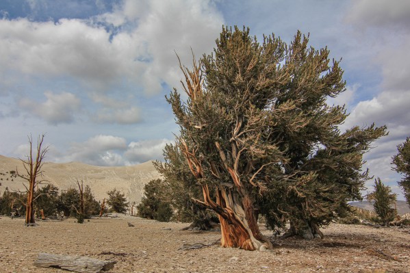 Wind Blown Bristlecone by Nicholas