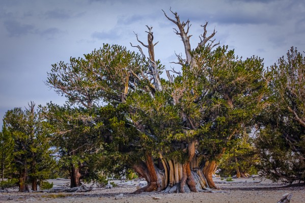 The Big One by Nicholas