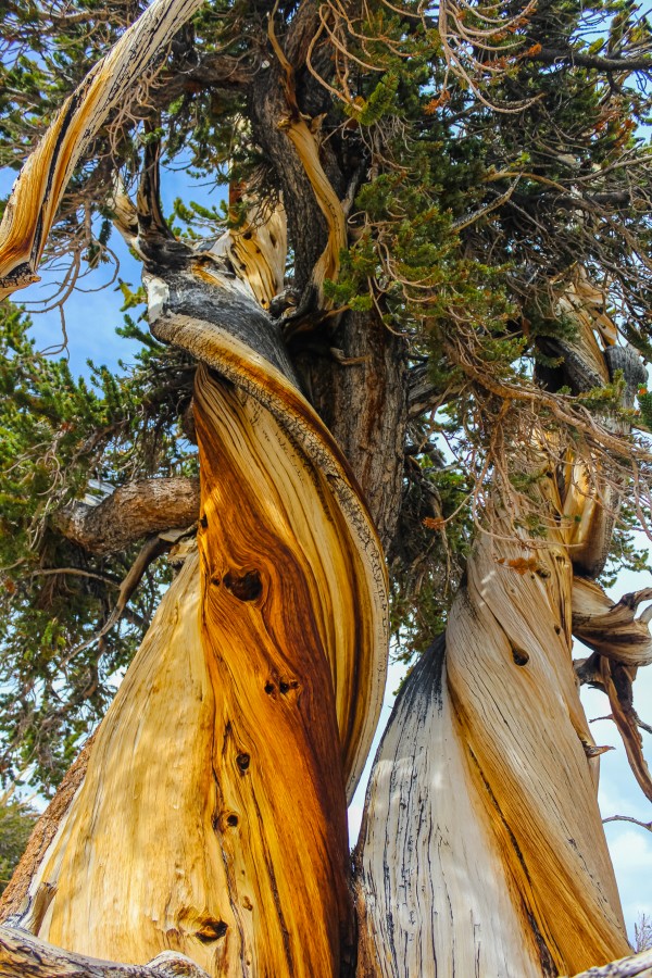 Twist and Shout by Nicholas