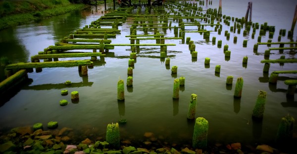 Dock in Decay by Nicholas
