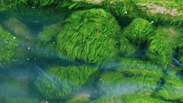 Submerged Slimey Rocks by Nicholas