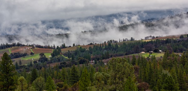 Foggy Vineyards by Nicholas