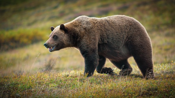 Grizzly Bear by Nicholas