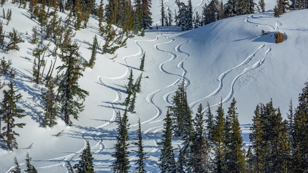 Tracks in The Snow by Nicholas