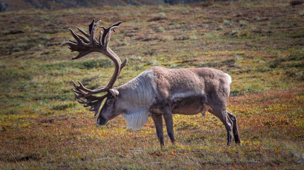 Alaskan Caribou  Print