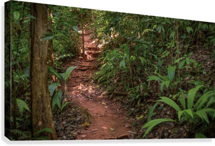 Jungle Path Canvas Print