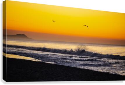 Seagull Sunrise Canvas Print