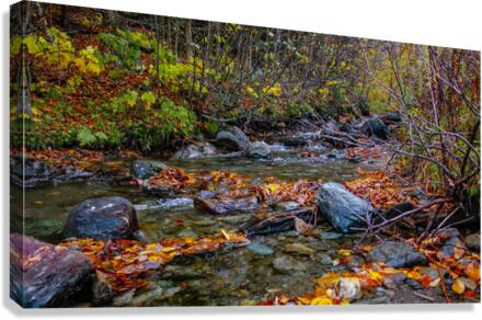 Fall Stream  Canvas Print
