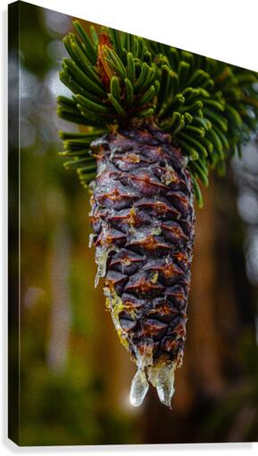 Bristlecone Pine Canvas Print