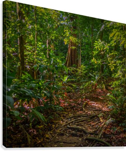 Lost in The Jungle Canvas Print