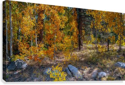 Hidden Hope Canvas Print