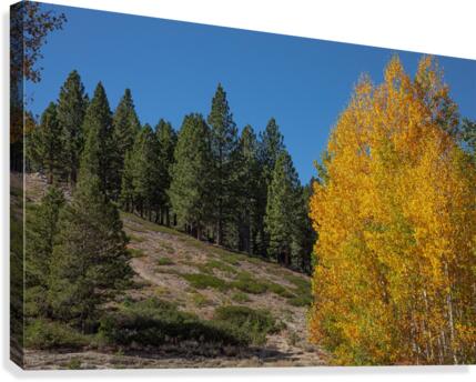 Aspen Photobomb  Canvas Print