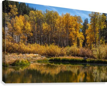 Reflecting Aspens  Canvas Print