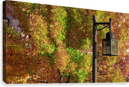 Light and Color  Canvas Print