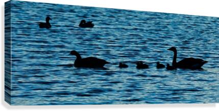 Swim Time Canvas Print