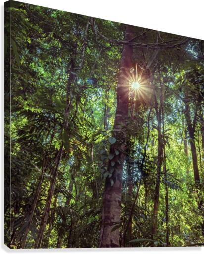 Shine On Canvas Print