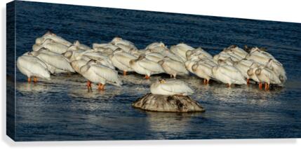 Pelicans Napping Canvas Print