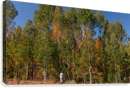 Aspen Dance Canvas Print