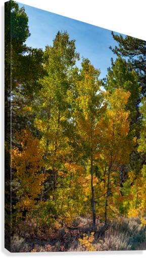 Aspen Group Canvas Print