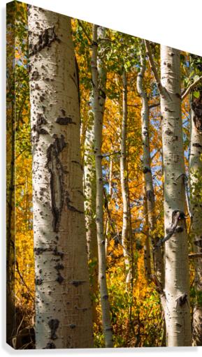 Aspen Trunks Canvas Print