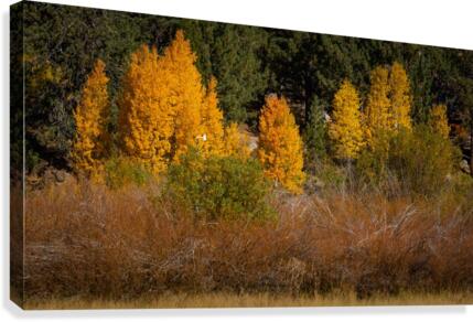 Hope Valley Aspens with Shrubs Canvas Print