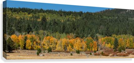 Golden Tree Line Canvas Print