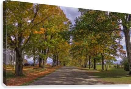 Tree Lined Road Canvas Print