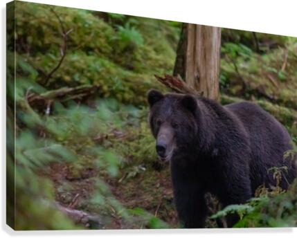 Close Encounter Canvas Print
