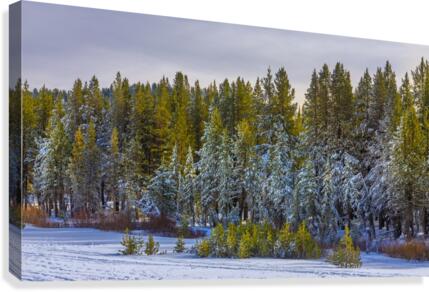 Winter Treeline Canvas Print