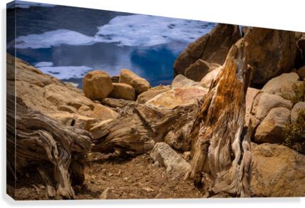 Still Standing Canvas Print