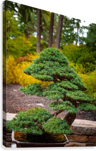 Japanese Garden Bonzai Portland   Canvas Print