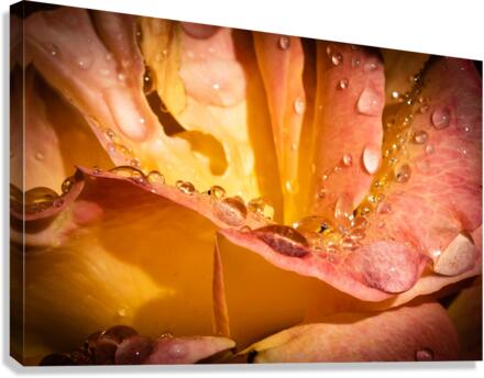 Rose Garden Portland  Canvas Print