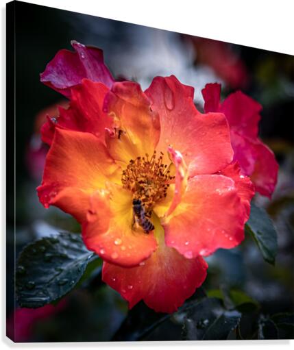 Rose Garden Portland 8  Canvas Print