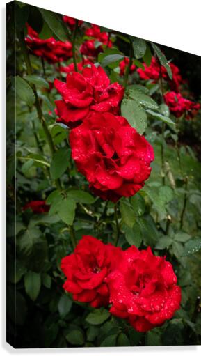 Rose Garden Portland 6  Canvas Print