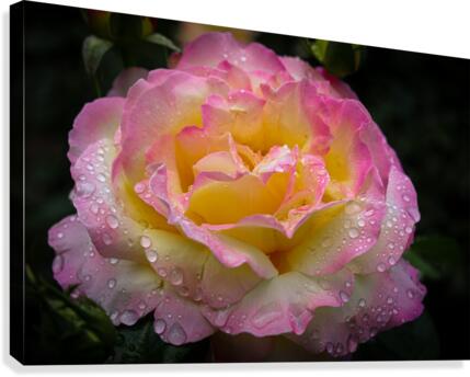 Rose Garden Portland 4  Canvas Print