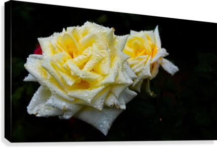 Rose Garden Portland 3 Canvas Print