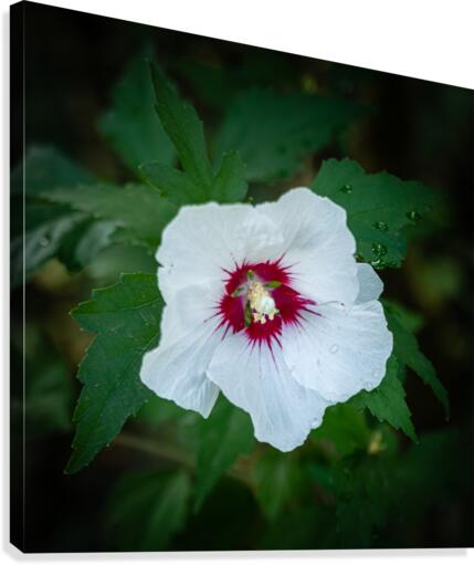 Rose Garden Portland 2  Canvas Print