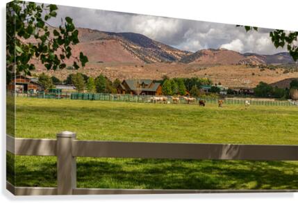 Horse Pasture  Canvas Print
