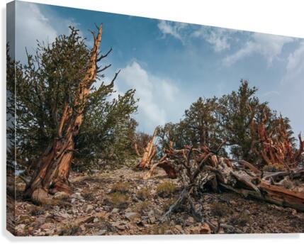 To The Top Canvas Print