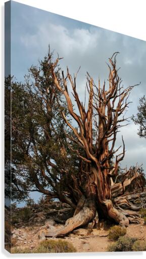 Branches Galore Canvas Print