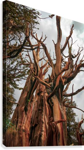 Twisted Tower Canvas Print