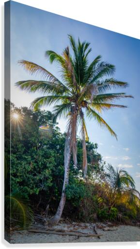 Palm Tree and Sun Star Canvas Print