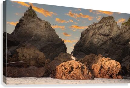 Pelican at Dawn Canvas Print