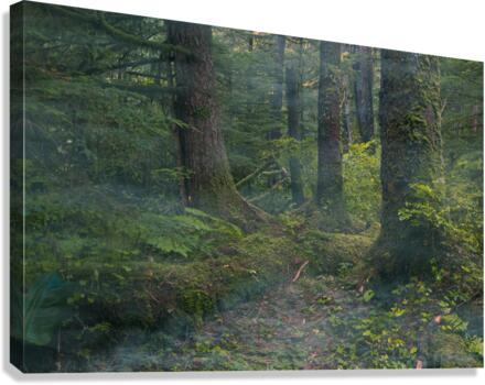 Mist in Trees Canvas Print