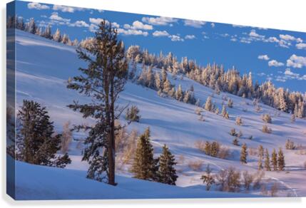 Blue Snow Canvas Print