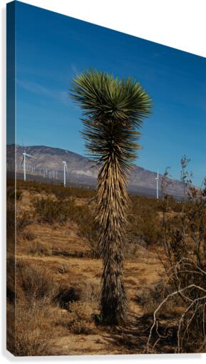 Joshua Tree Canvas Print